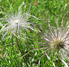Küchen- oder Kuhschelle /Samenstände (Pulsatilla vulgaris)