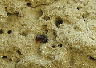 Ausschnitt mit Wildbiene Ausschnitt mit Wildbiene