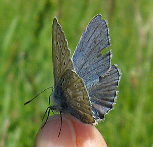 Bläuling auf meinem Finger